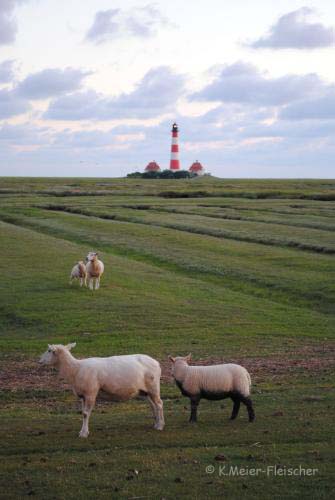 Westerhever_01.jpg